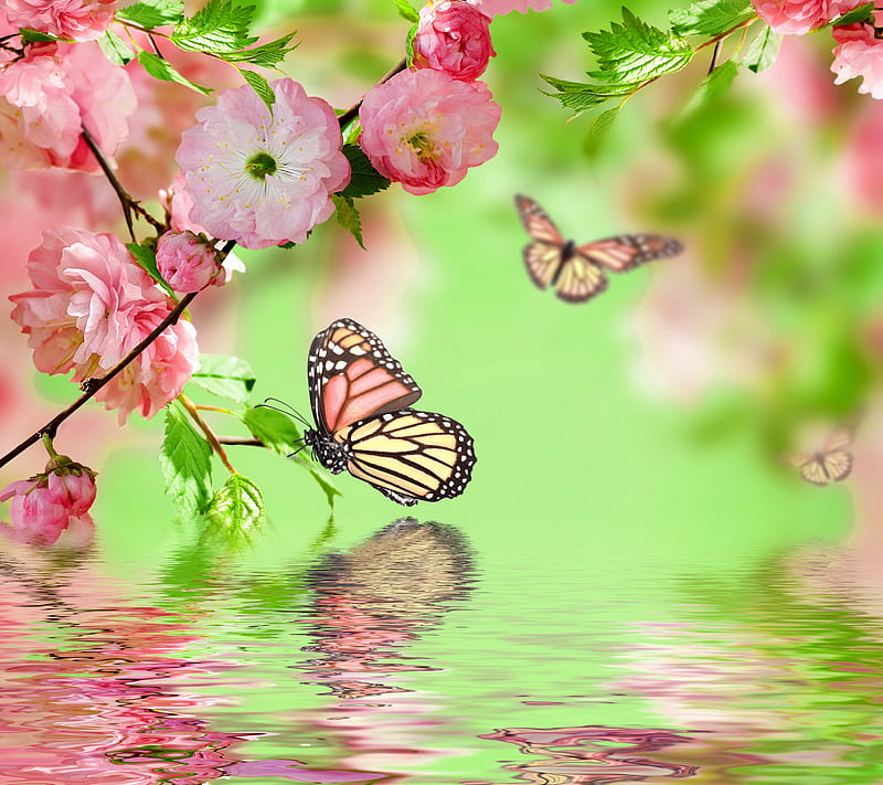 Spring Blossom, bloom, butterflies, flowers, pink, HD wallpaper