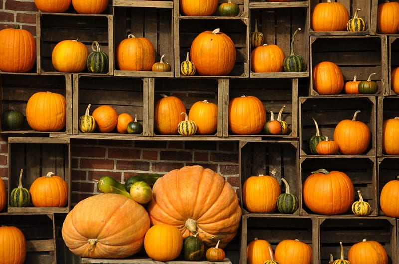 Pumpkin Display, Fall, Halloween, Autumn, crates, gourds, pumpkins, HD wallpaper