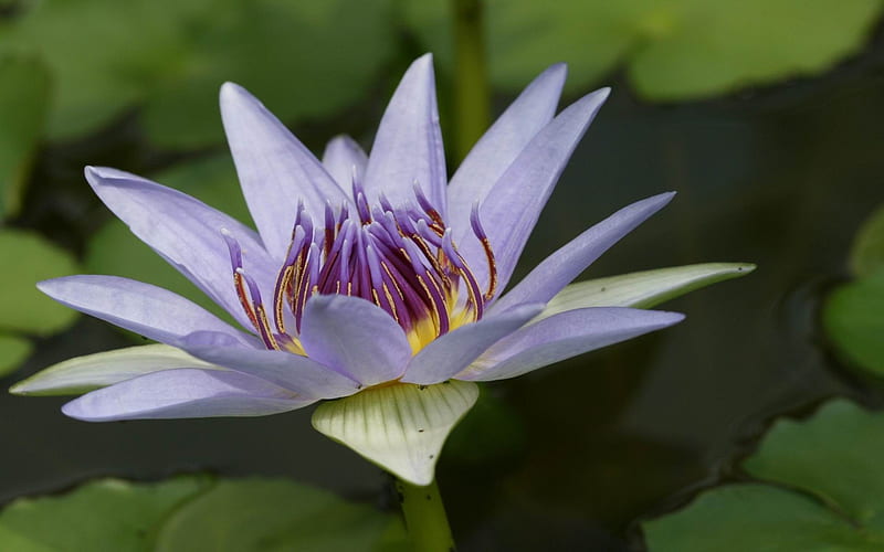 Beautiful water lily-Flowers graphy, HD wallpaper