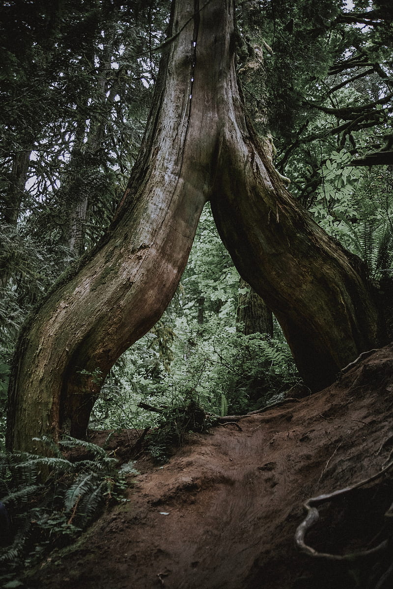 tree, trunk, roots, fern, forest, HD phone wallpaper