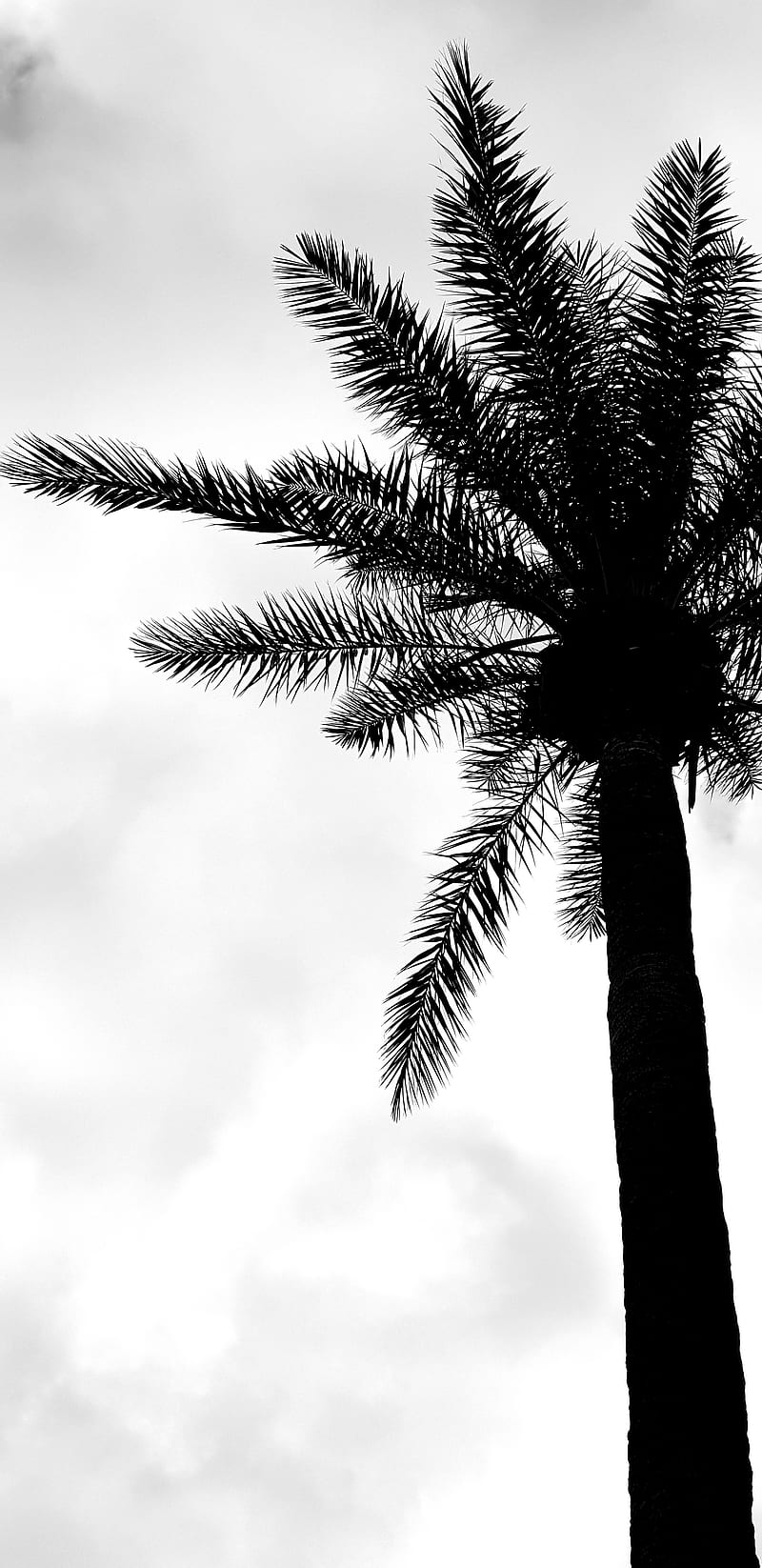 Palm tree, black, island, mountain, note8, palms, trees, white, HD ...