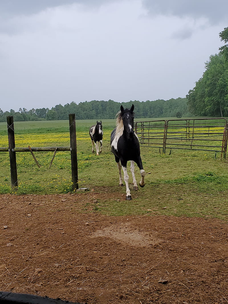 black and white foals