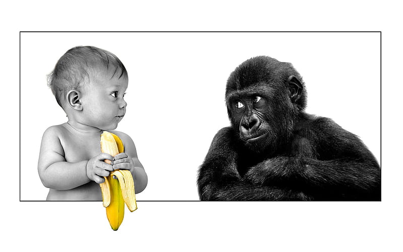 dont be such a baby, food, toddler, fun, baby, animal, cute, monkey, hilarious, humor, human, funny, banana, fur, HD wallpaper