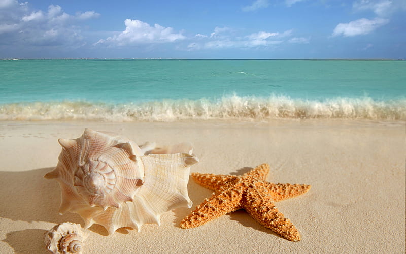 beach, sea, sand, starfish, shell, wave, HD wallpaper