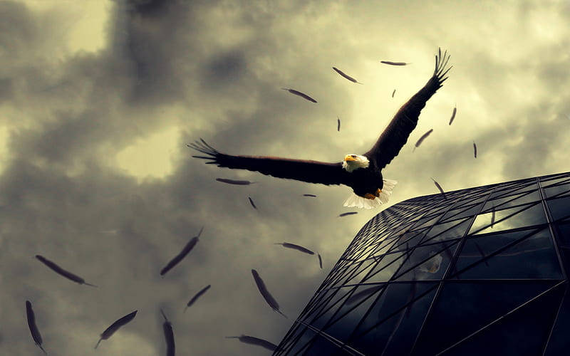 EMERGENCY LANDING, building, bird, bald eagle, coming down, flying, dark sky, feathers, HD wallpaper