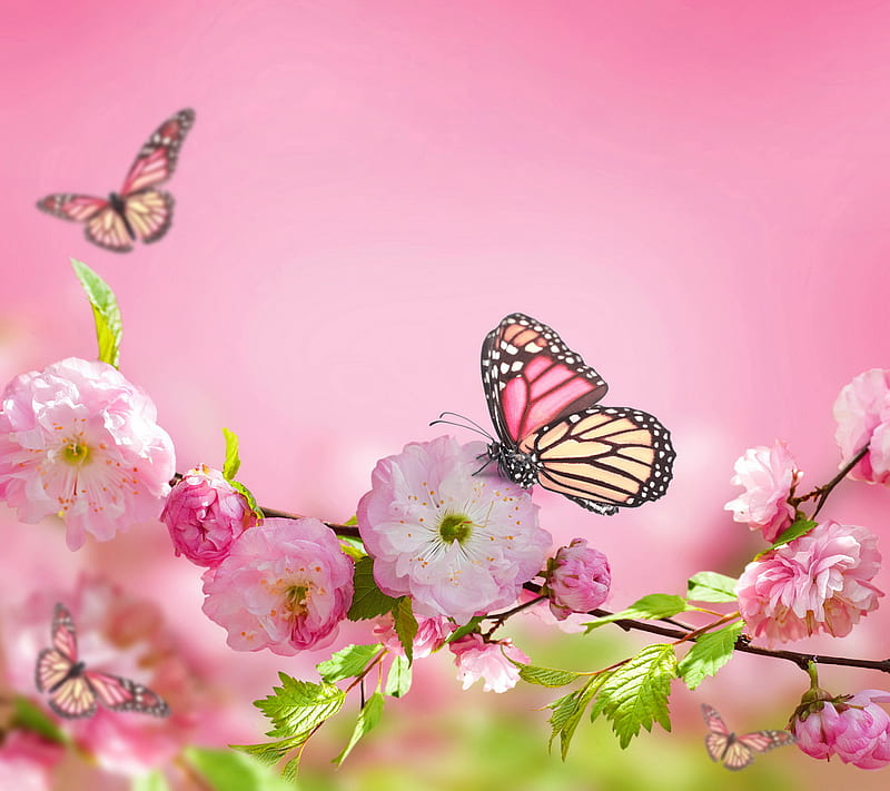 Spring Blossom, bloom, blossom, butterflies, flowers, pink, spring, HD wallpaper