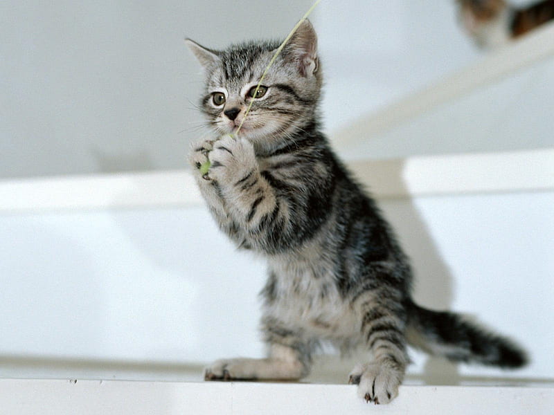 My name is minino, tabby, gris, cat, kitten, animal, HD wallpaper