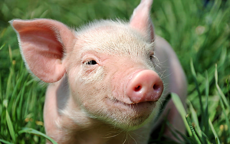 pink pig, funny animals, symbol of 2019, pig, farm, green grass, HD wallpaper