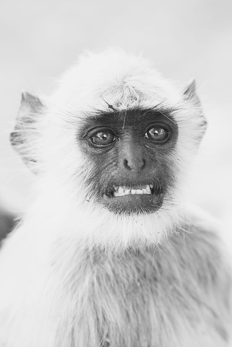grayscale of primate, HD phone wallpaper