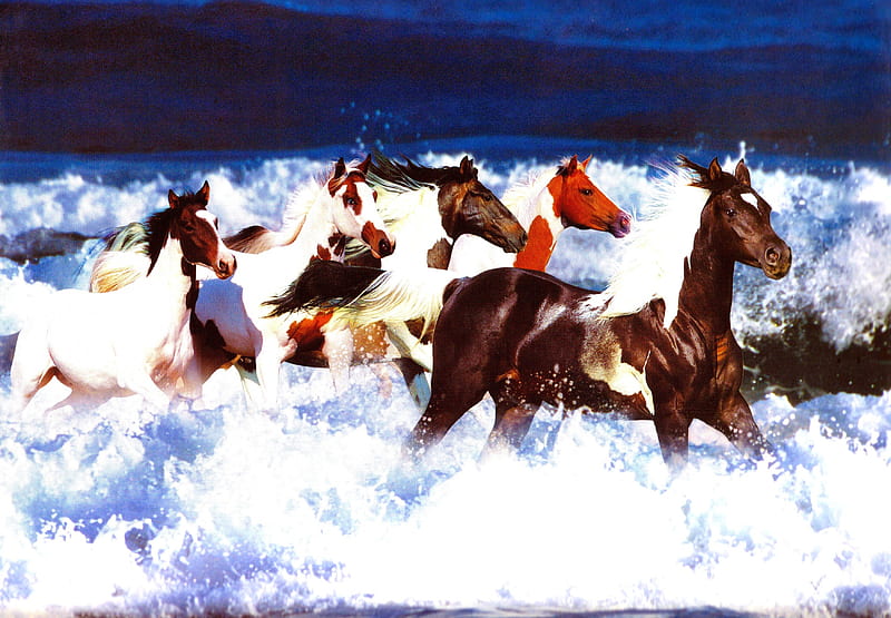 Painted Ocean, Pinto Horses, Beautiful Horses, Horses, Paint Horses, HD wallpaper