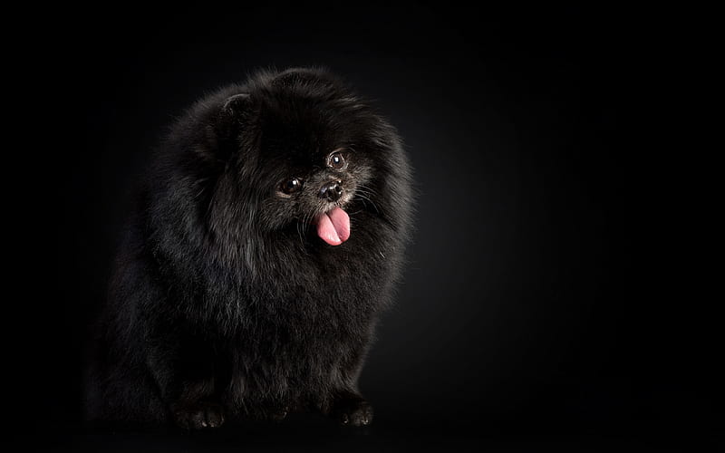 Black Pomeranian, furry dog, black spitz, pets, dogs, Pomeranian Spitz, cute animals, funny dog, Pomeranian, Spitz, HD wallpaper