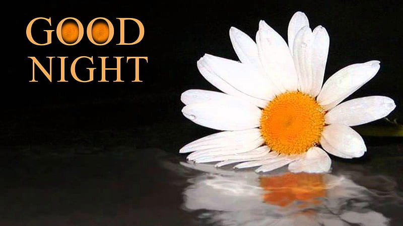Good Night Word With White Flower Good Night, HD wallpaper