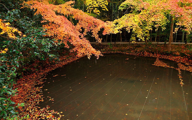 Leaves in pool-Enkoji Temple Autumn, HD wallpaper