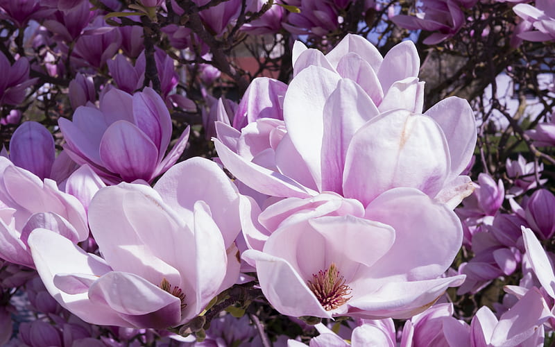 Magnolias, flor, magnolia, primavera, rosa, Fondo de pantalla HD | Peakpx