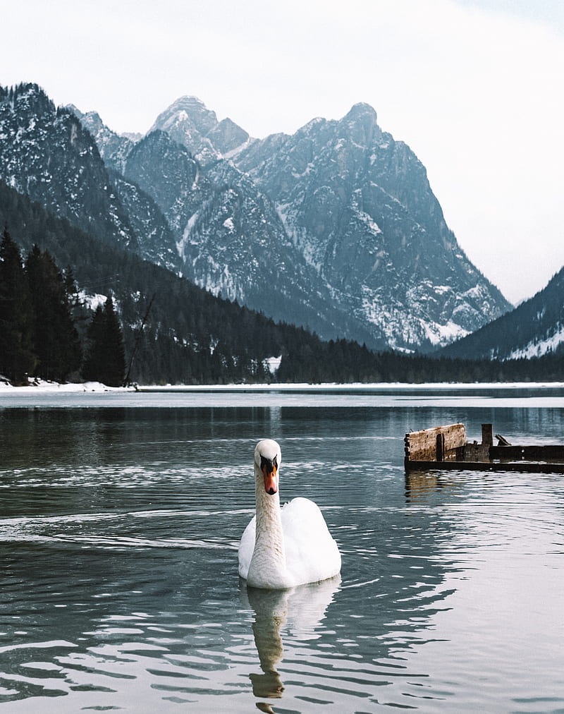 swan, bird, white, lake, water, HD phone wallpaper