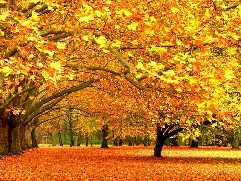 Autumn trees in park with colorful leaves, Leaves, Park, Trees, Autumn ...