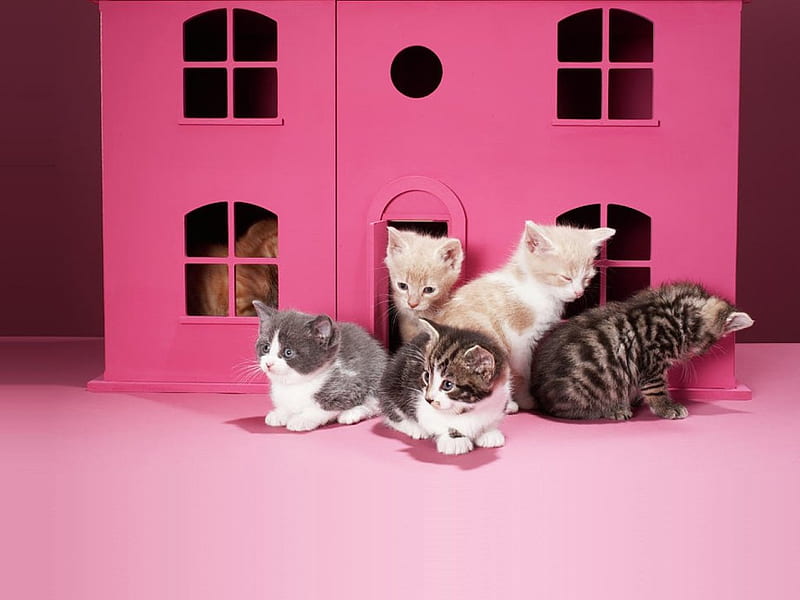 Pink House, pretty, house, lovely, kitty, bonito, adorable, cat, animal, sweet, cute, nice, kawaii, beauty, kitten, pink, HD wallpaper