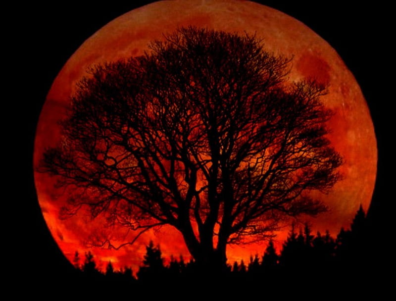 Halloweeen Moon, Tree, Moon, Halloween, Nmight, Blood, Hd Wallpaper 