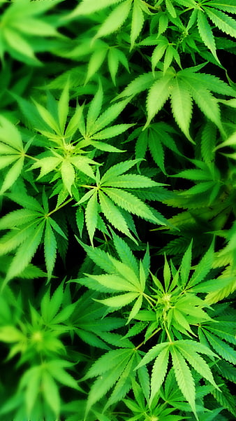 sick weed wallpapers hd