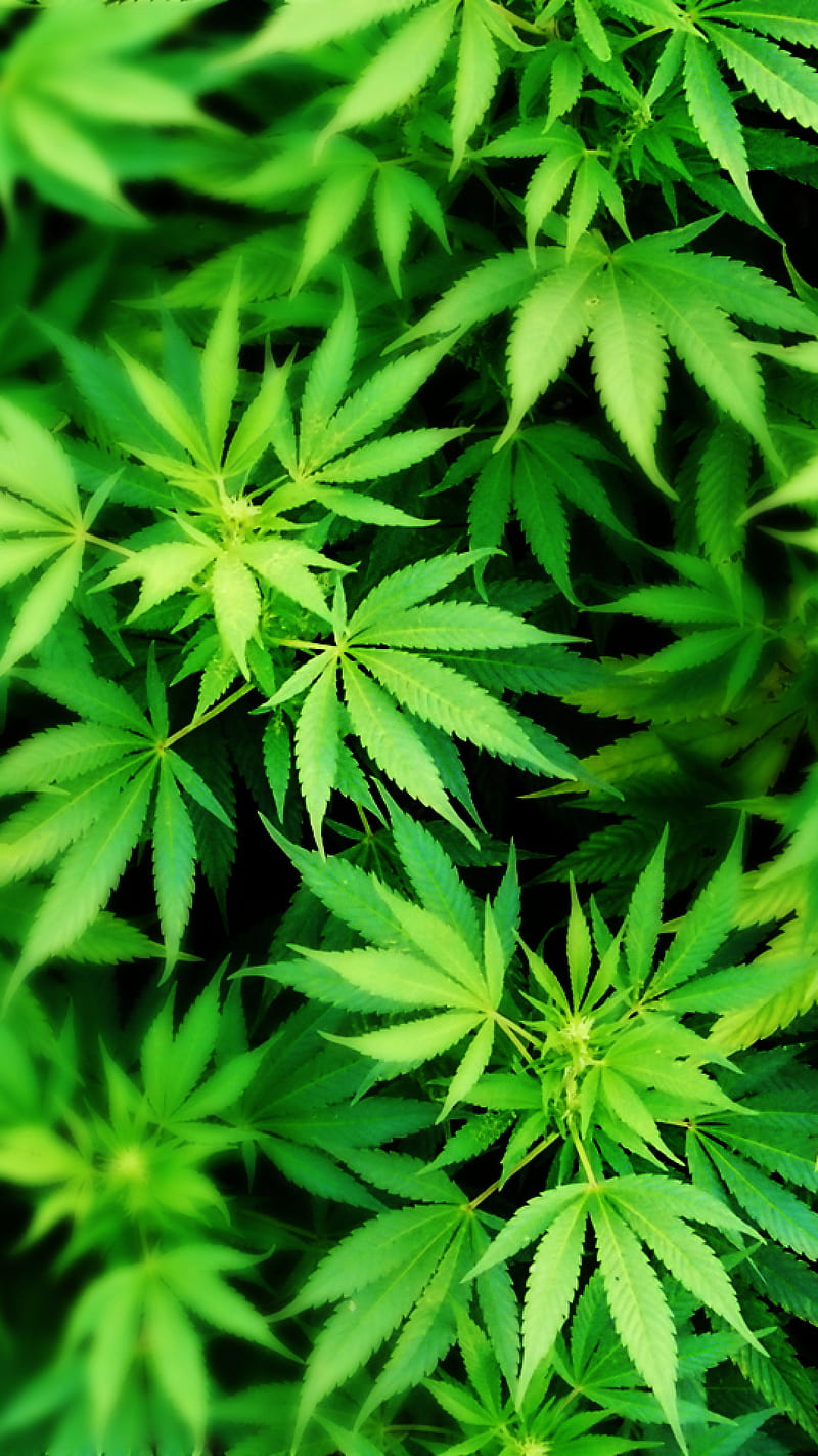 Cannabis, leaf, HD phone wallpaper | Peakpx