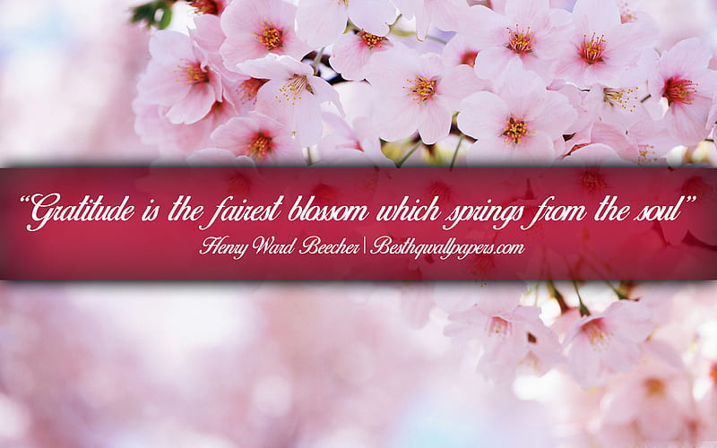 Gratitude is the fairest blossom which springs from the soul, Henry Ward Beecher, calligraphic text, quotes about spring, Henry Ward Beecher quotes, inspiration, background with blossom, HD wallpaper