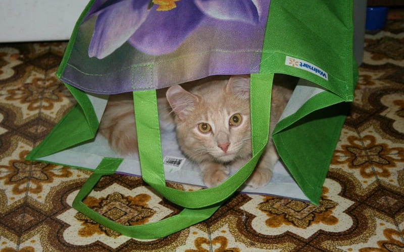 My hiding spot...go away!, bag, cute, hiding, cat, HD wallpaper