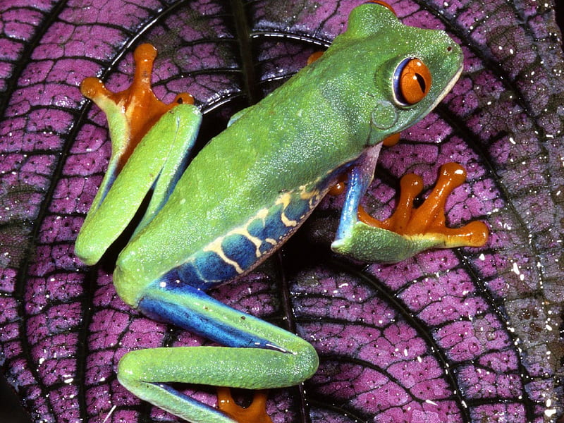 froggie, frog, black, purple, green, HD wallpaper