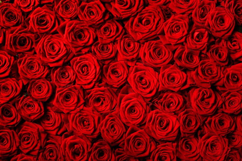 Rosas, dia de san valentin, rosas rojas, rosa, flores, naturaleza, para ti,  con amor, Fondo de pantalla HD | Peakpx