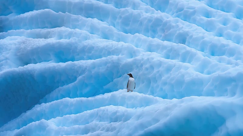The guardian, bird, antartica, ice, winter, nature, blue, snow, penguin, pasari, HD wallpaper