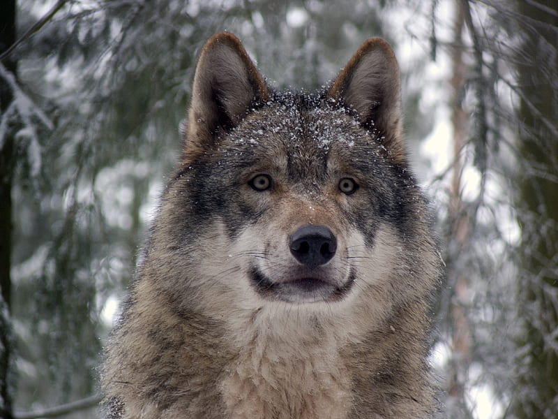 Majestic Grey Wolf, cunning, beautiful, canine, gris, grey wolf, wolf, majestic, dog, HD wallpaper
