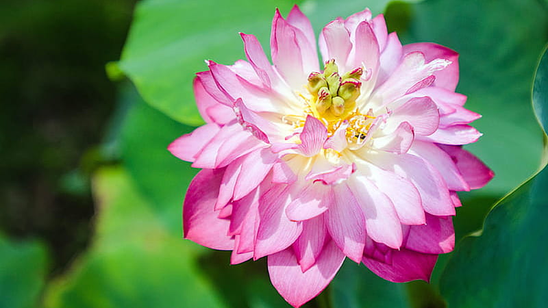 Pink Blooming Lotus Filament Flower Petals In Green Blur Background Flowers, HD wallpaper