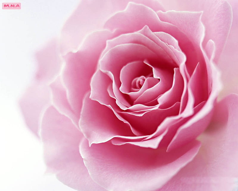 Flor rosa mirada cercana, flores de colores, rosa, colores, flor colorida,  flor, Fondo de pantalla HD | Peakpx