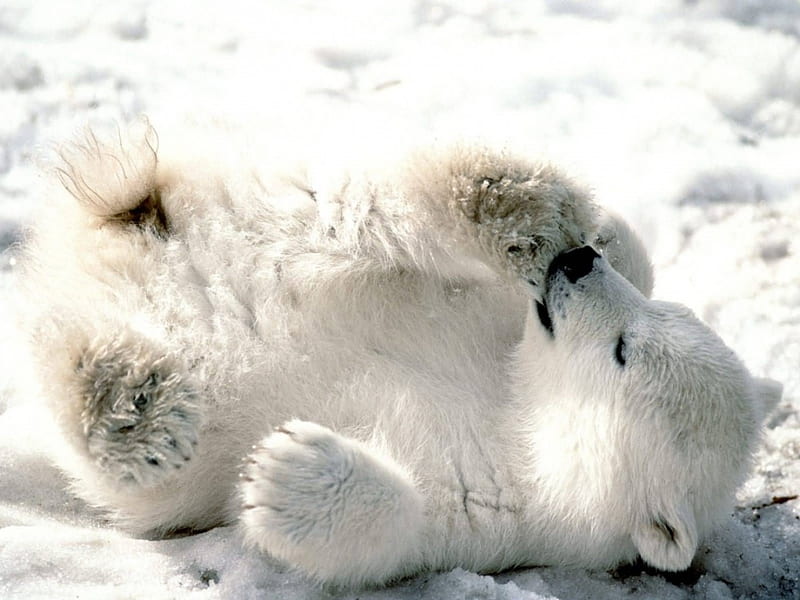 polar bear cub, cub, cute, paws, polar bear, HD wallpaper