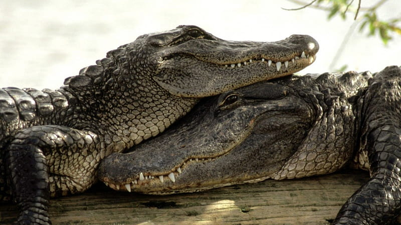 Crocodiles in love, wild, love, crocodil, reptil, animal, HD wallpaper