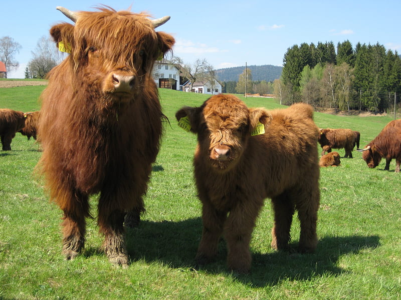 Highlanders, countryside, calf, cow, meadow, HD wallpaper