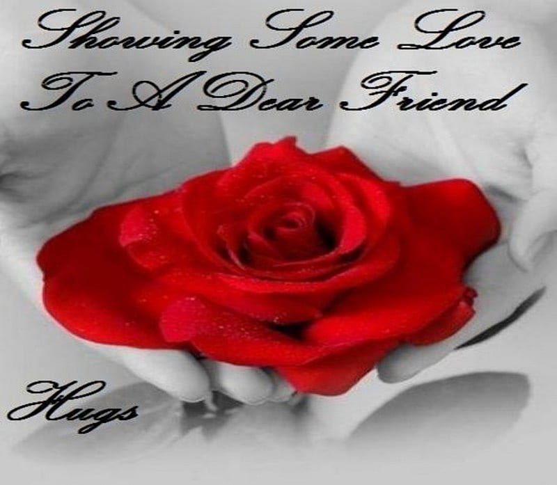 friendship, flower, day, rose, HD wallpaper