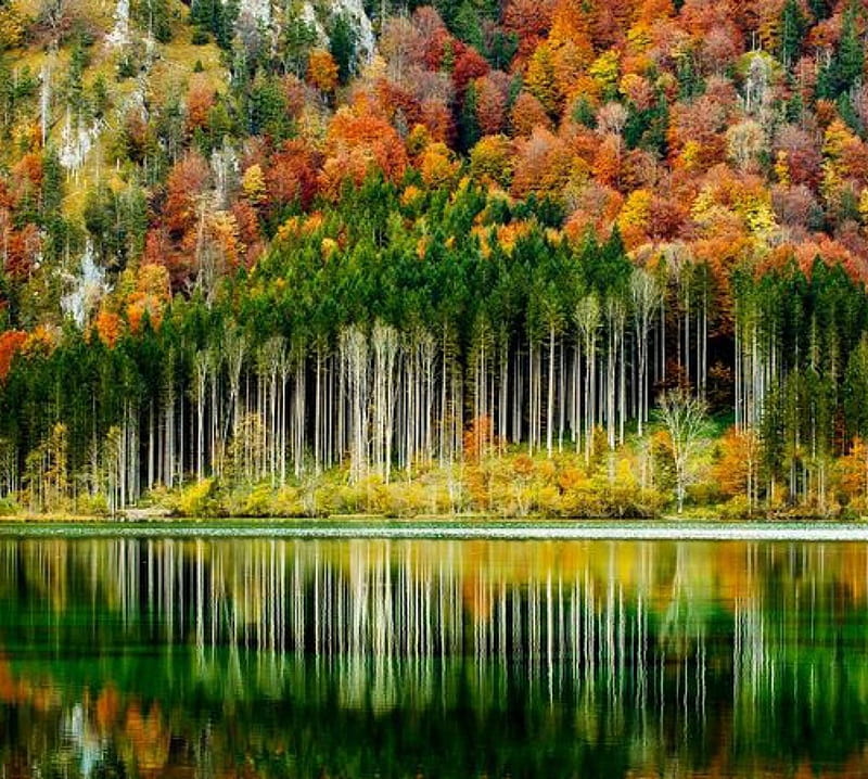 Lake Forest, autumn, nature, foreast, reflection, trees, lake, HD ...