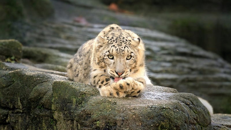 Snow leopard, wilderness, predators, wild, wild cats, wildlife, nature, wild animals, big cats, animals, HD wallpaper