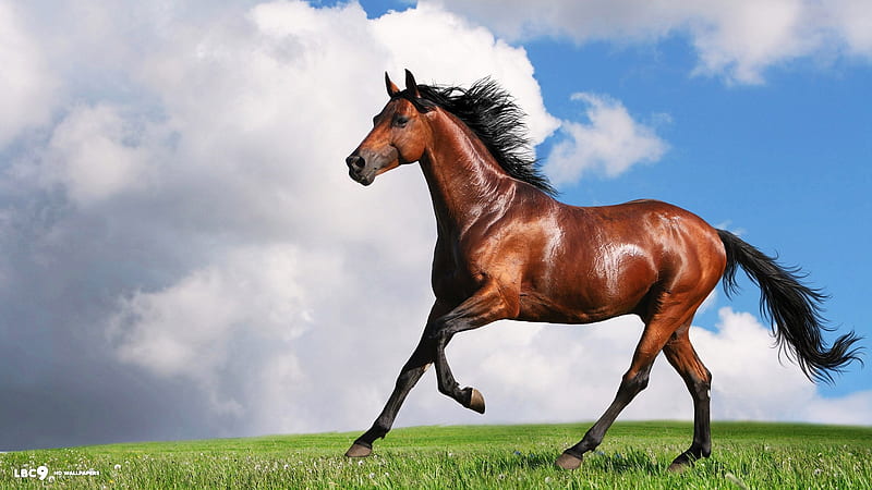 Beautiful horse, Brown, Horse, Trotting, HD wallpaper