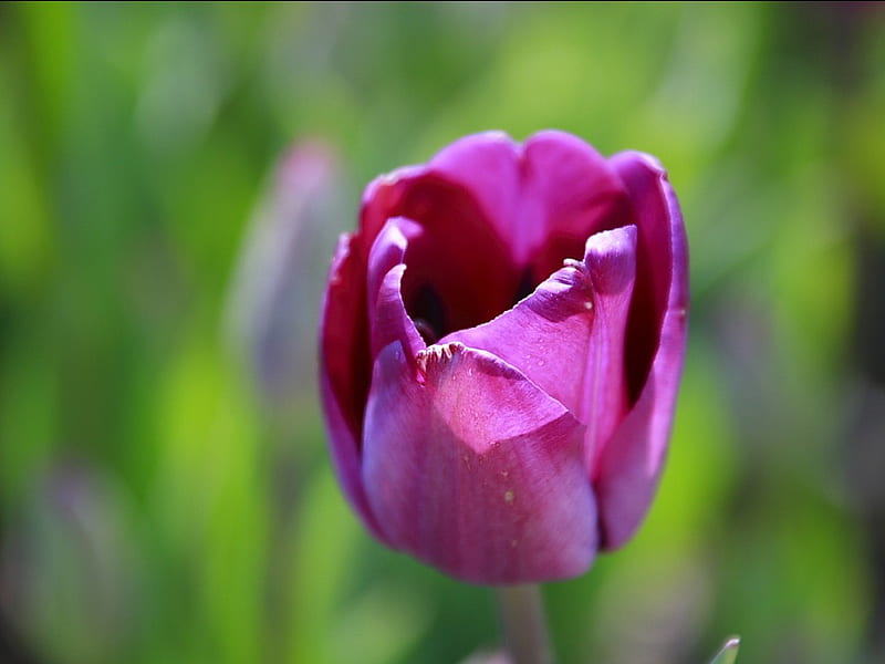 Single Tulip- Purplish-Red Tulip, HD wallpaper