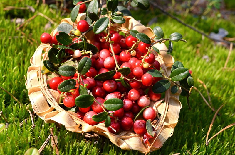 *** Cranberries ***, nature, cranberries, baskiet, fresh, HD wallpaper