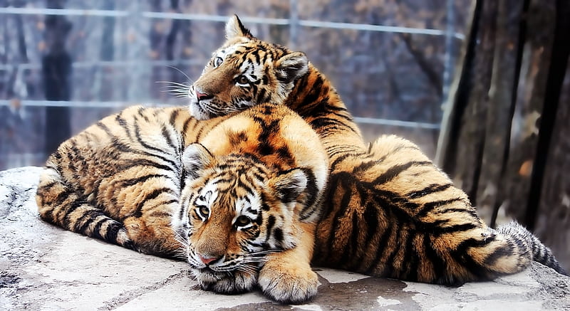 *** Tigers ***, dzikie, zwierzeta, tygrysy, koty, HD wallpaper