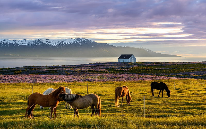 Landscape of Iceland, house, mountains, horses, field, Iceland, landscape, HD wallpaper