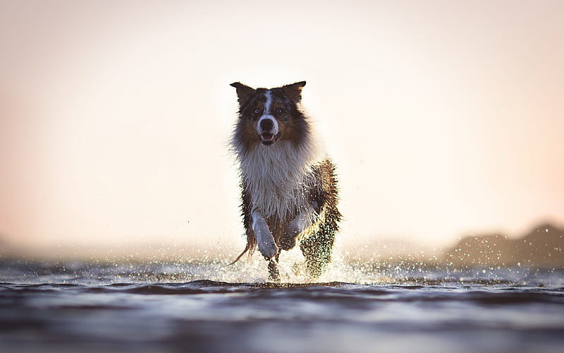 Border collie, running dog, river, splashing water, evening, sunset, pets, dogs, HD wallpaper