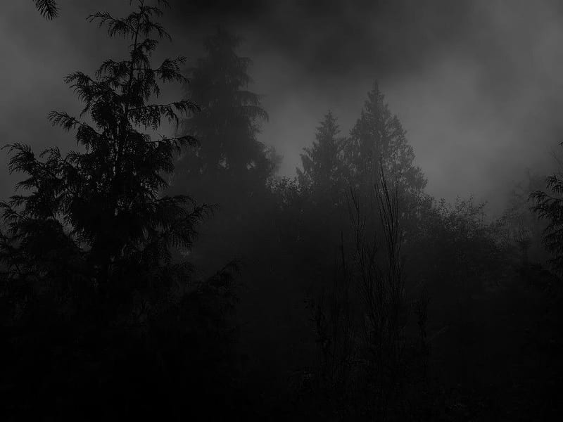 Dark wood, scary, misty, tricky, unhallowed, HD wallpaper
