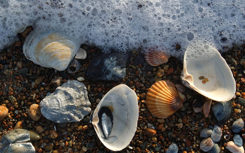Sea Scallops, scallops, shells, sea, ocean, HD wallpaper