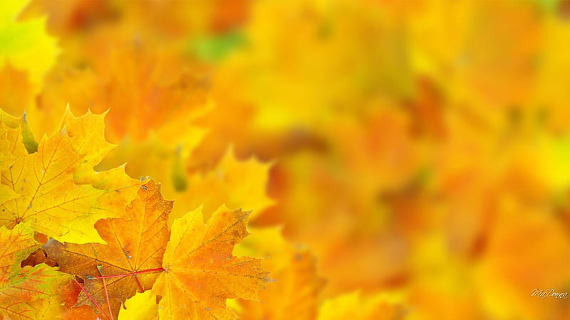 Ease of View Autumn, fall, autumn, gold, leaves, amber, yellow, HD wallpaper