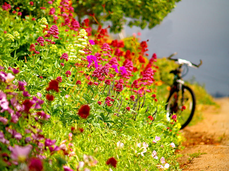 Bicycle walk, colorful, grass, tour, fresh, bicycle, bonito, park, floral, tree, sand, green, summer, flowers, garden, walk, alley, HD wallpaper