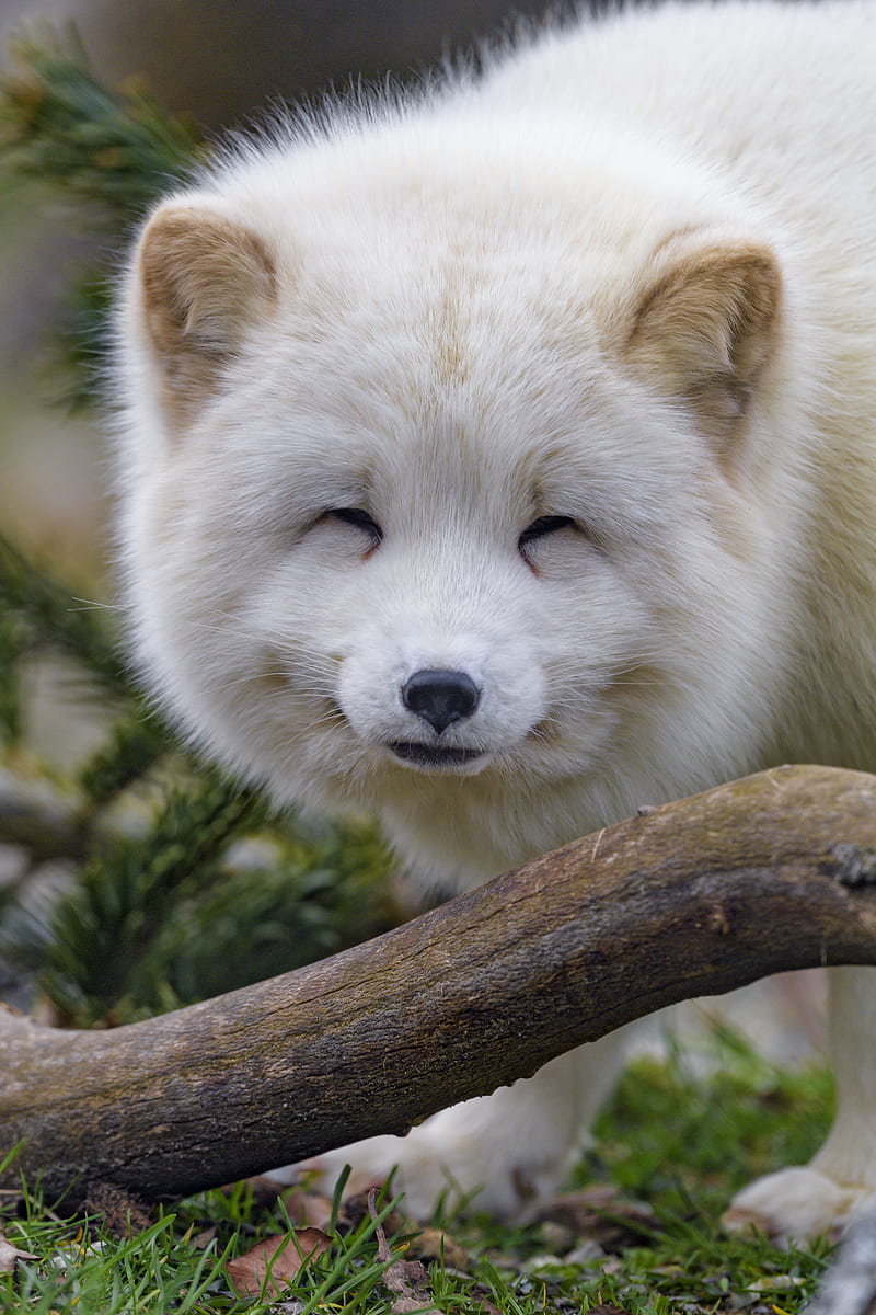Arctic fox, fox, animal, white, furry, cute, HD phone wallpaper | Peakpx