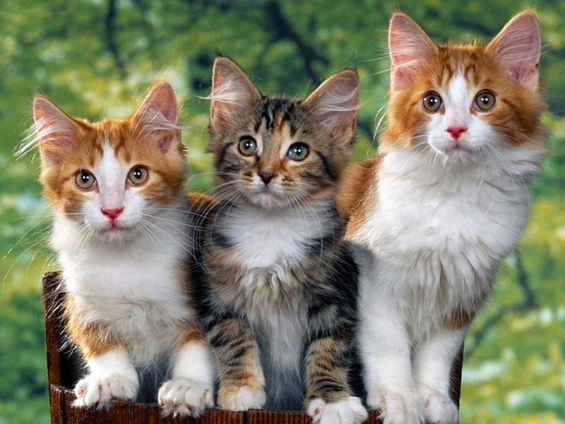 HELP US FIND OUR MITTENS PLEASE, names, cute, sam, ron, adorable, peter, HD wallpaper